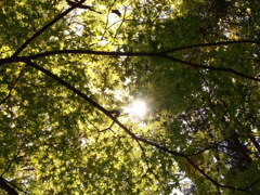 DSCF1378