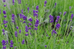 IMGP0848