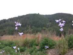 DSCF1553