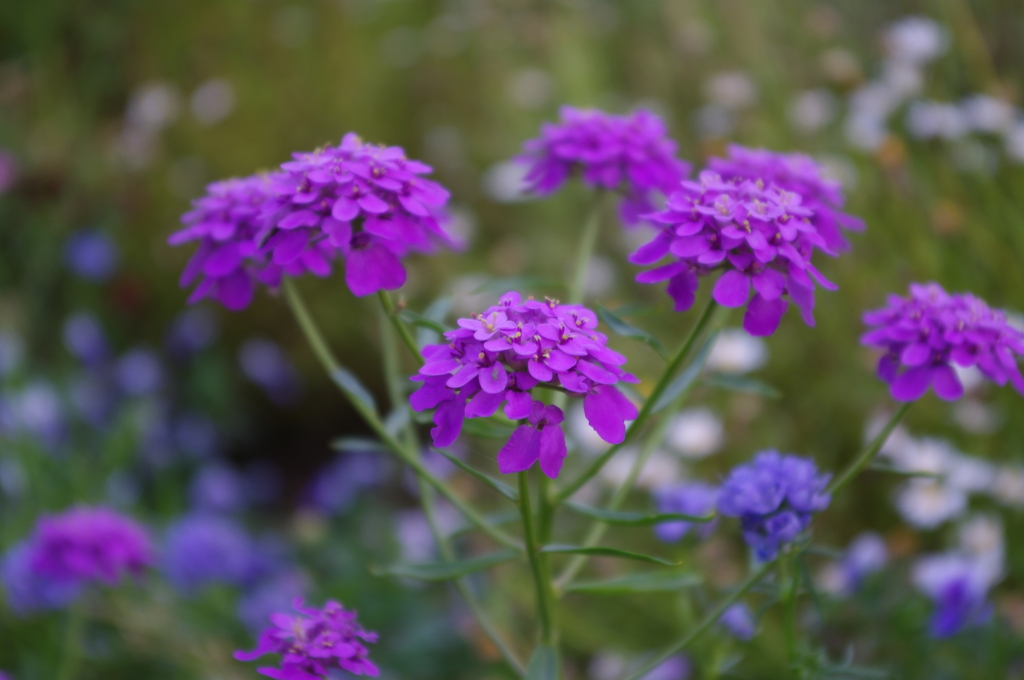 IMGP0041