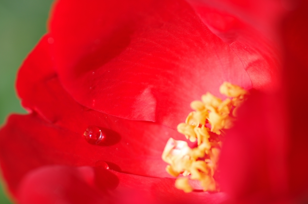 薔薇
