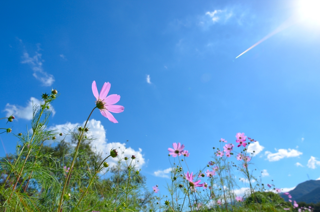 青空♪ コスモス♪ Good holiday♪