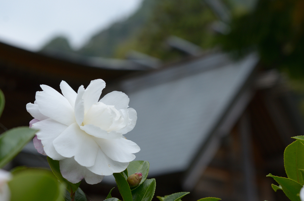 お久しぶりです