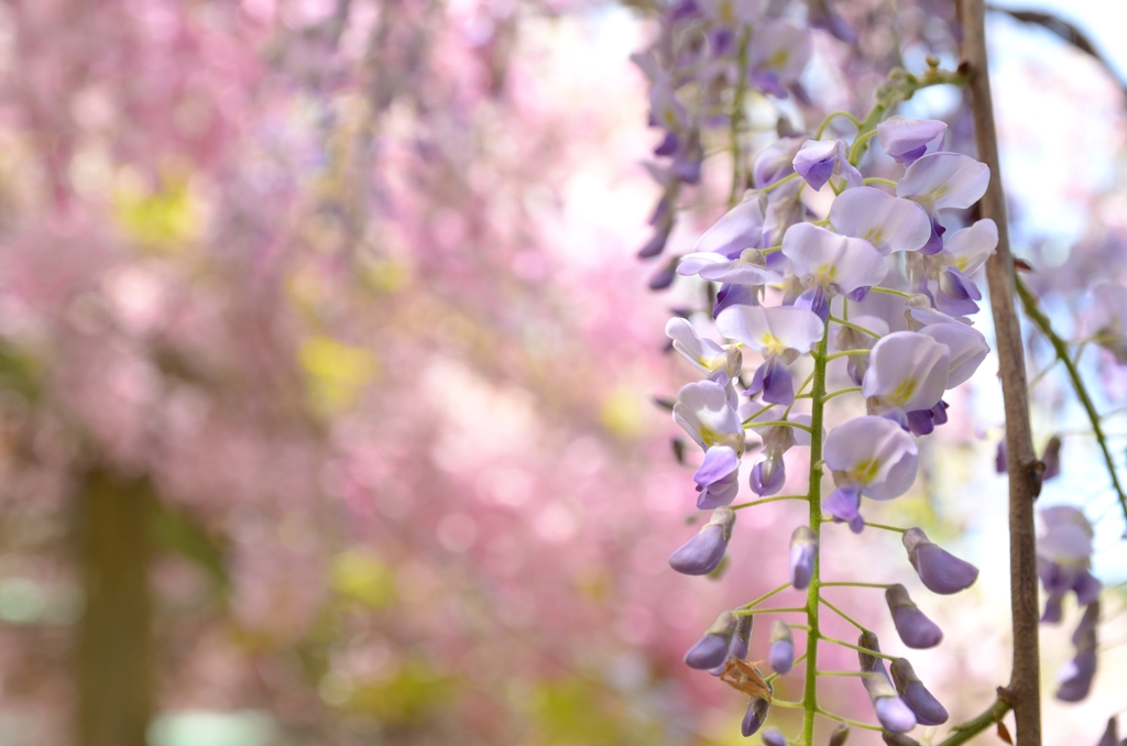 藤の花2