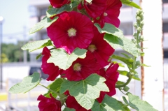 IMGP0742