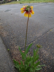 DSCF3426