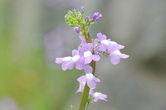 IMGP9089