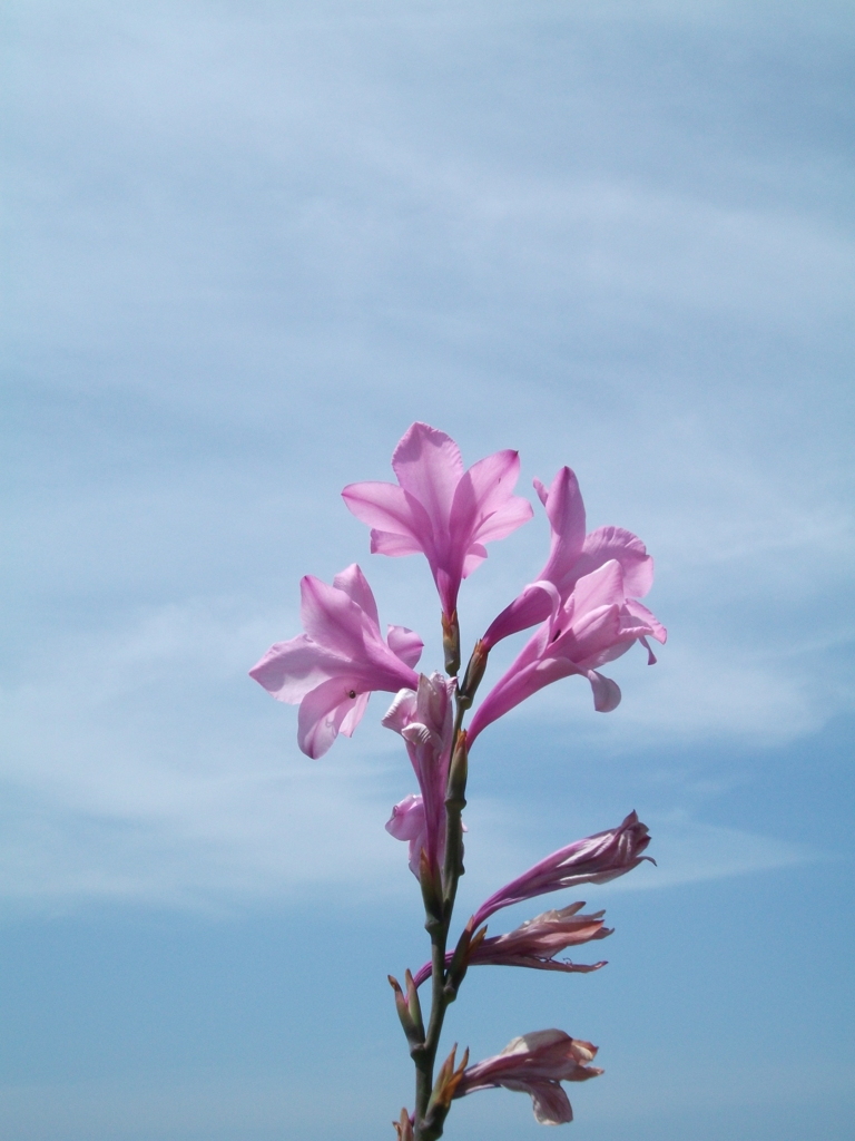 DSCF3117