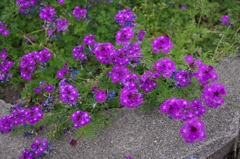 IMGP0630