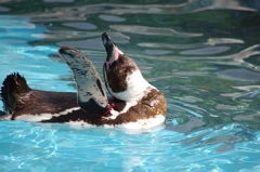 ペンギン