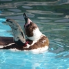 ペンギン