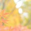 紅葉1