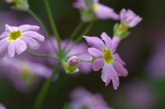 IMGP7945