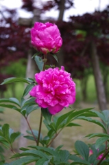 IMGP0053