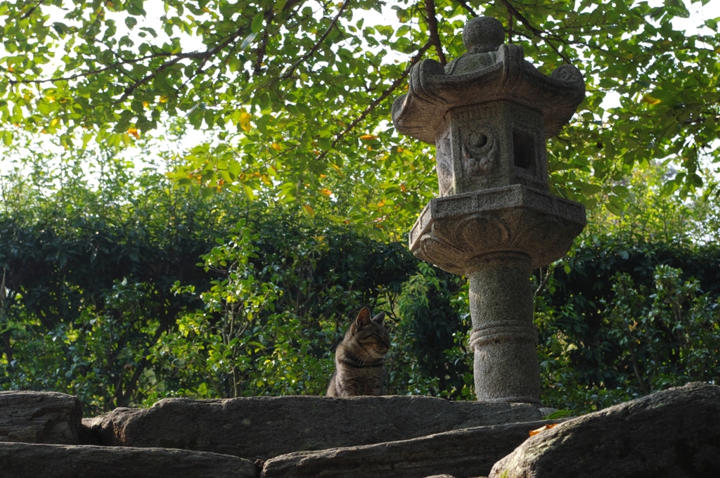 猫と灯篭