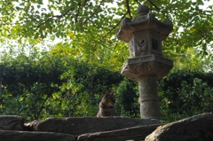 猫と灯篭