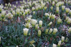 IMGP0872