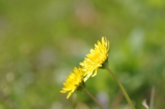 IMGP7733