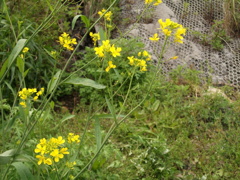 DSCF1516
