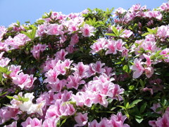 DSCF1775