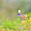 草花