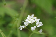 IMGP7953
