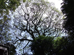 DSCF3164