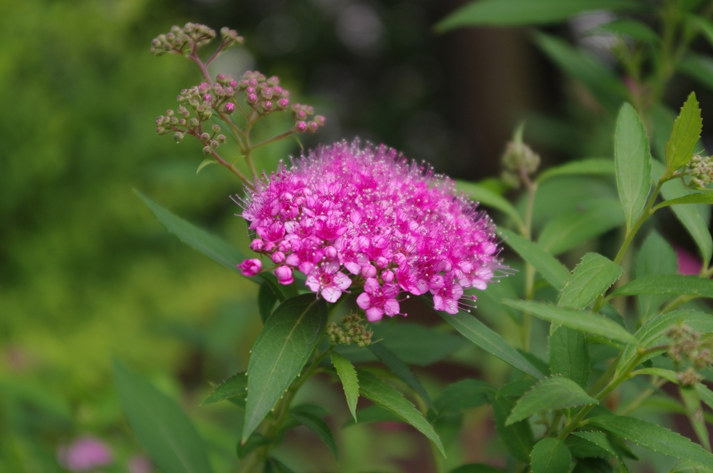 IMGP0665