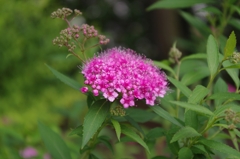 IMGP0665