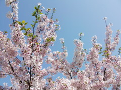 DSCF0997