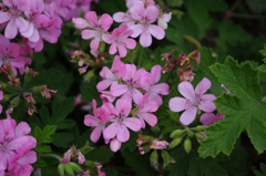 IMGP0871