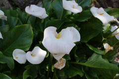 IMGP0494