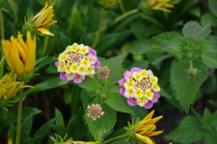 IMGP0823