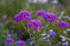 IMGP0042