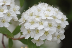 白い花