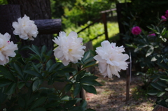 IMGP0481
