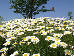 DSCF1937