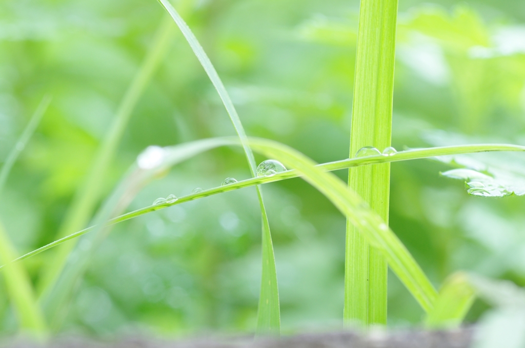 leaf slider
