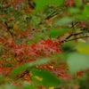 red & green