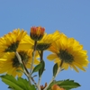 yellow & blue