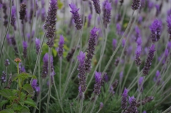 IMGP0868