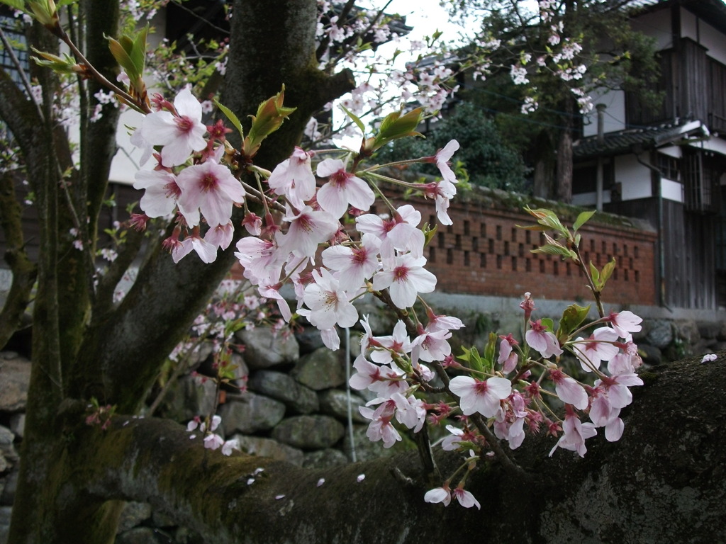 DSCF0796