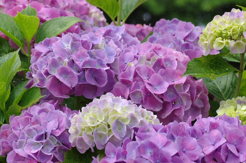 IMGP0104