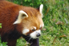 レッサーパンダ
