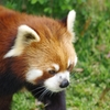 レッサーパンダ