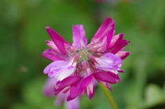 IMGP8079