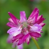 IMGP8079