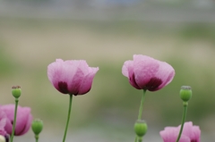 IMGP9214