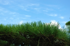 松と空