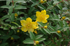 IMGP0381